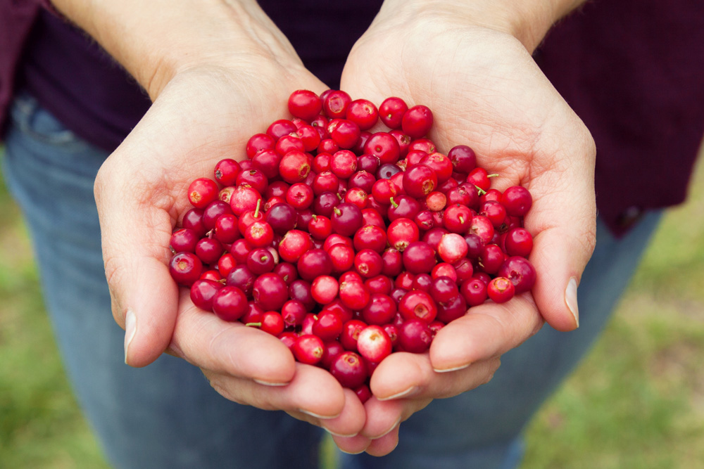 Cranberry